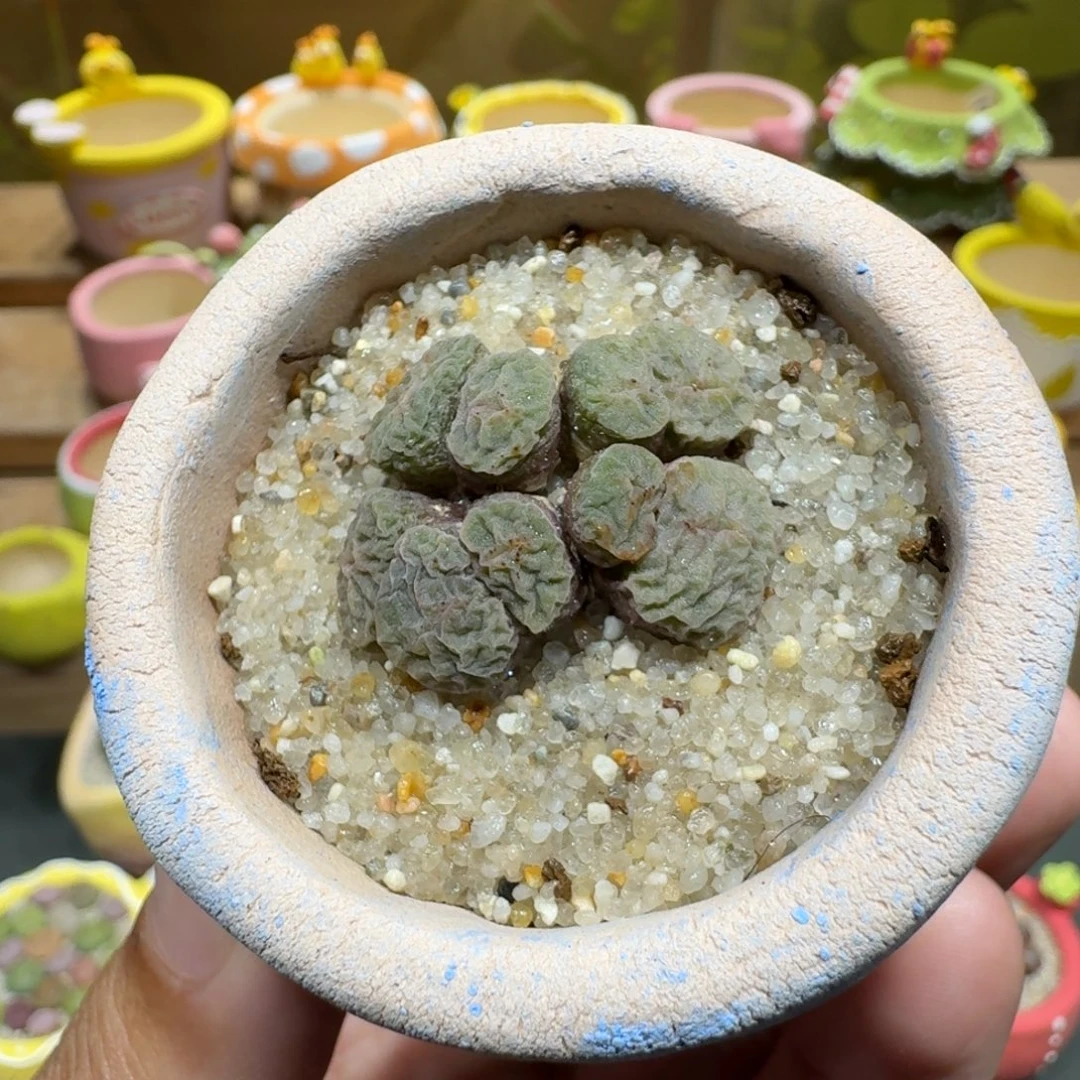 蘑菇1095烧麦多肉植物