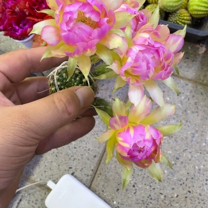 351丽花汤姆歪无根侧牙了3公分左右，20包邮