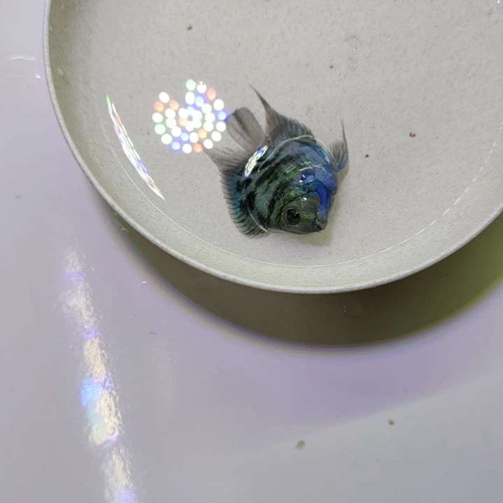 鹦鹉鱼宝蓝色迷你鹦鹉鱼