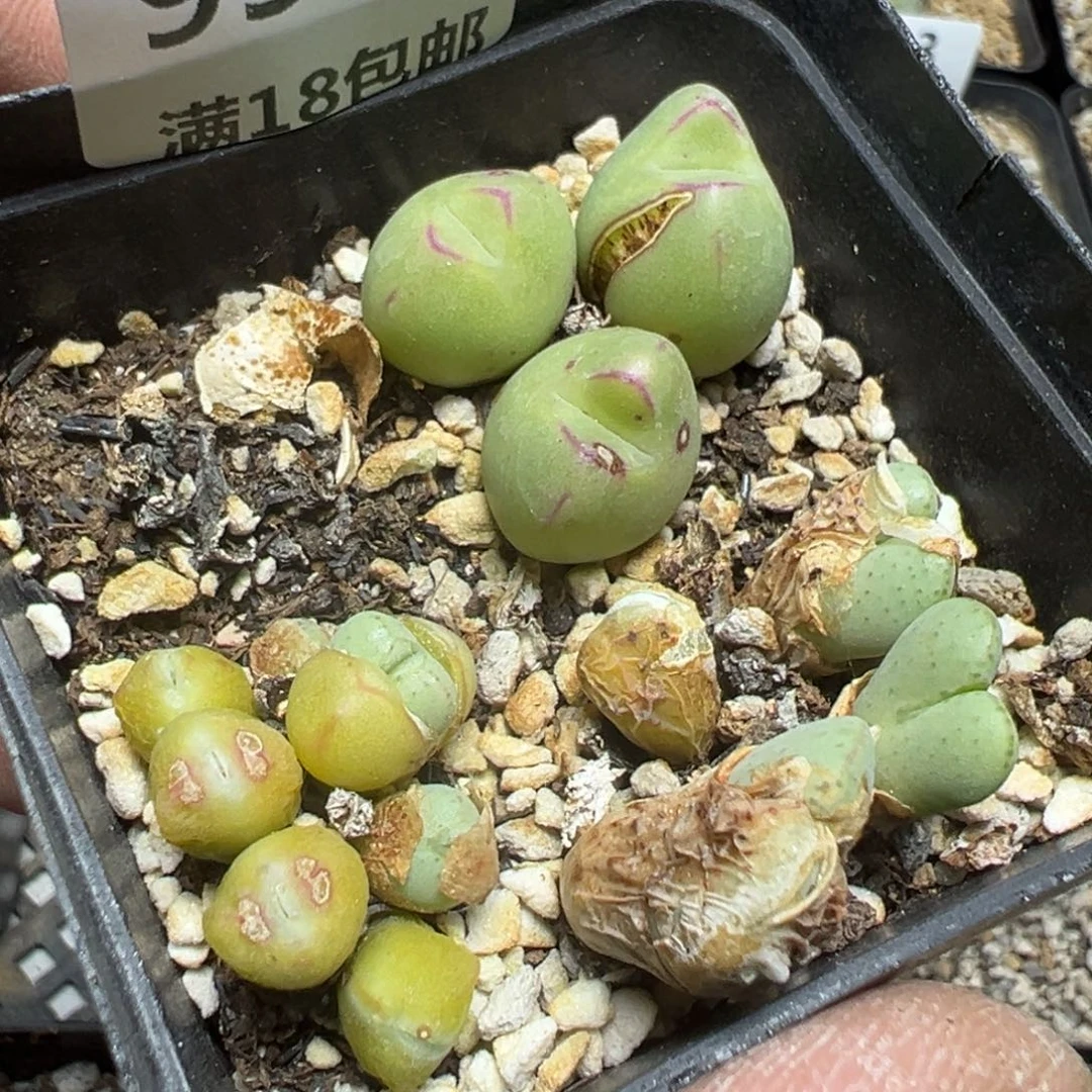 【闪购商品】 993。