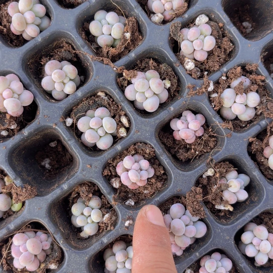 汤圆四颗一组量拍111