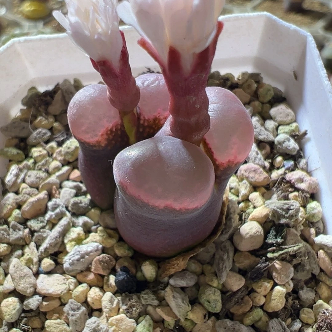 紫体紫窗 超好看18