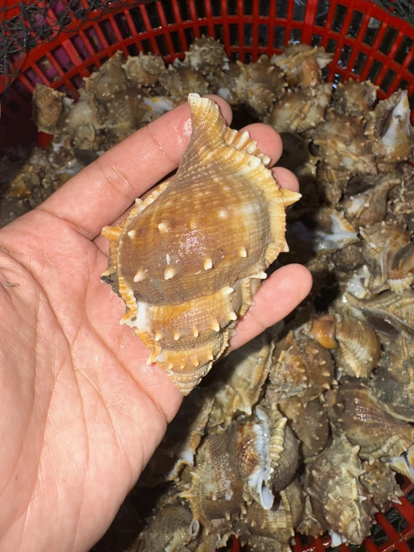 汕尾野生（海刺螺 海螺）