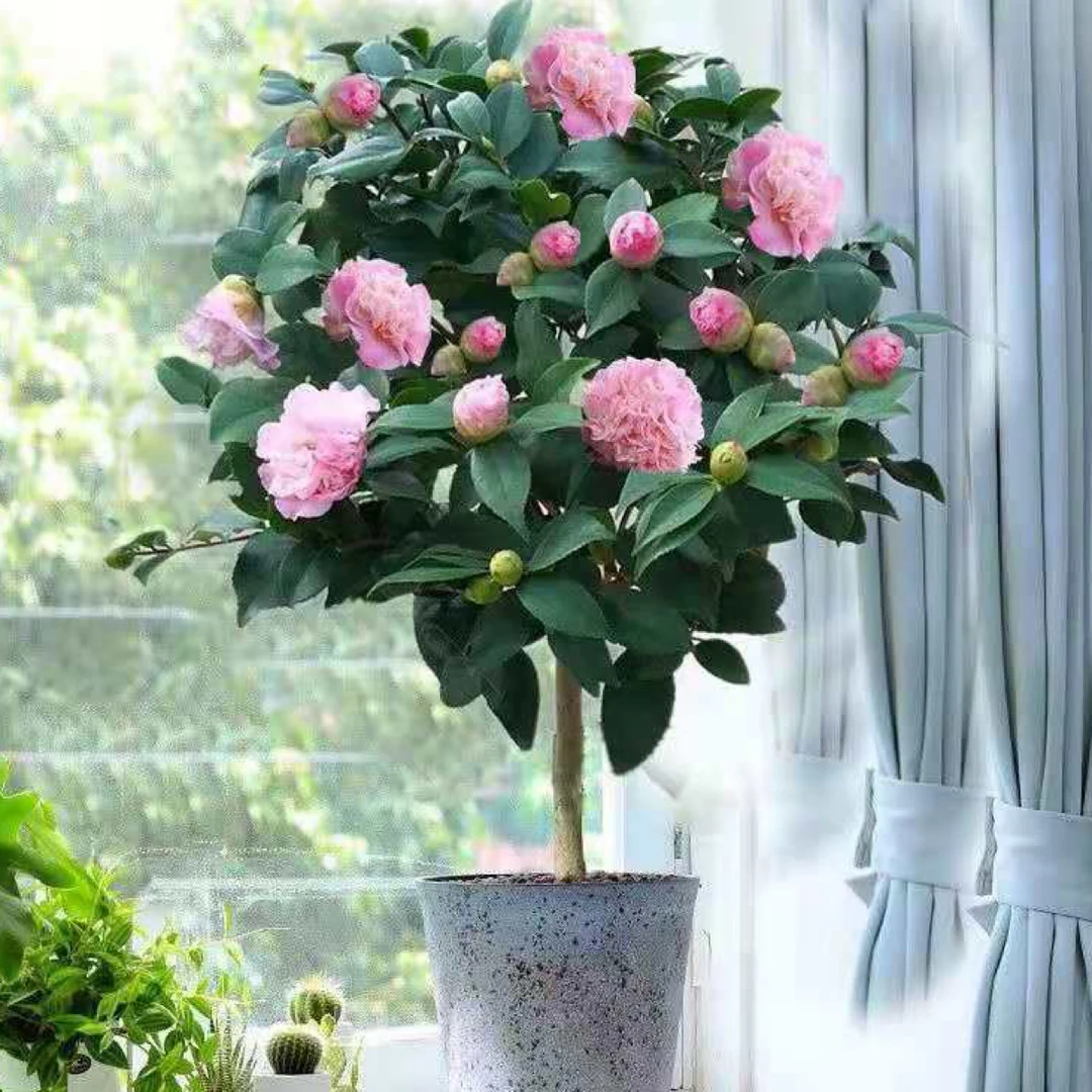 香妃茶花带花苞重瓣粉红色浓香型室内庭院阳台耐寒耐热绿植