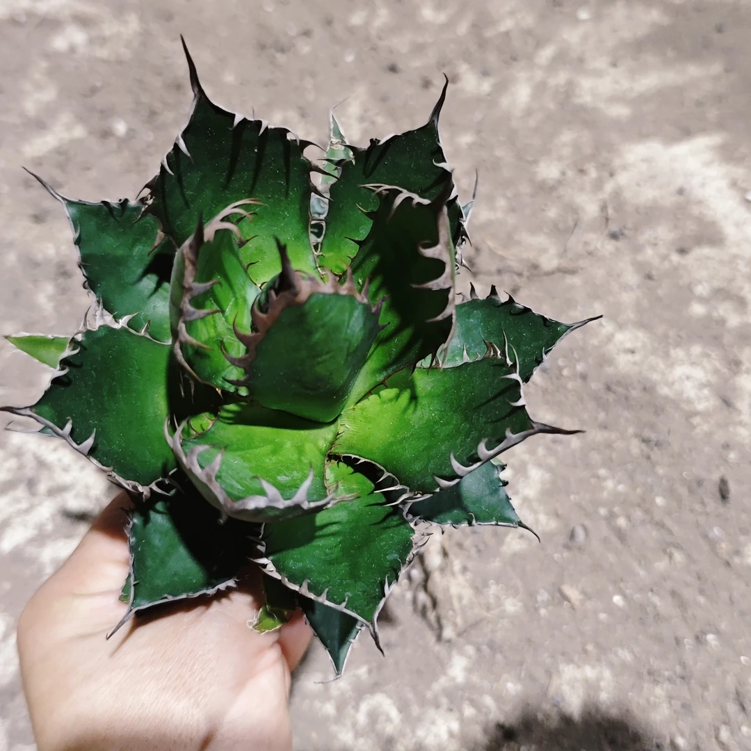 满18包邮（密刺霍利达）