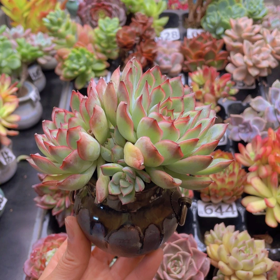 刘**s花器花器花器花器