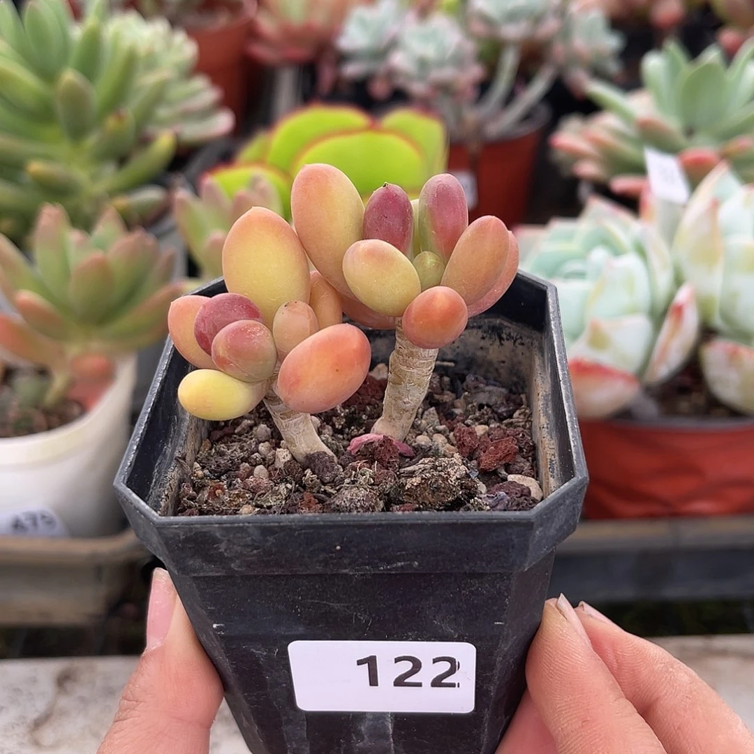 芒果奶。122。 11111111