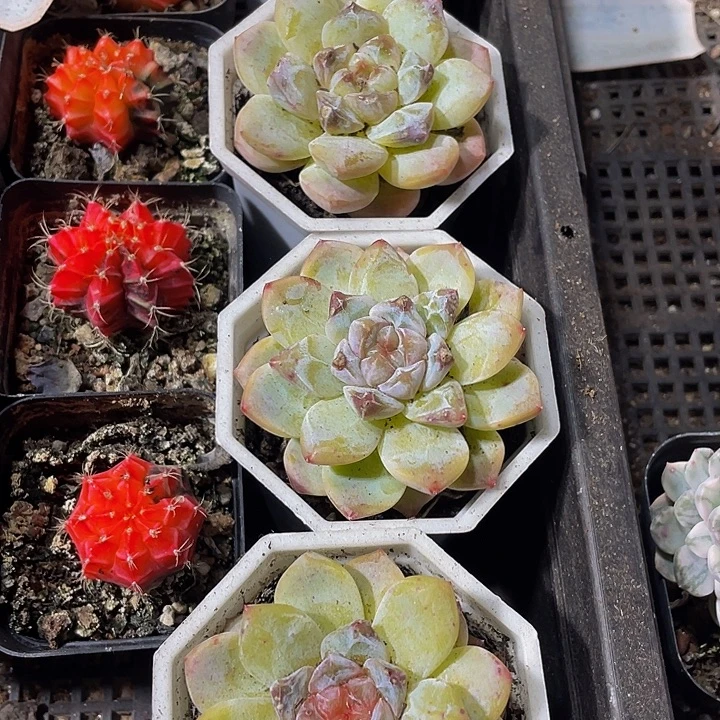 八角盆大糖钻带盆土发