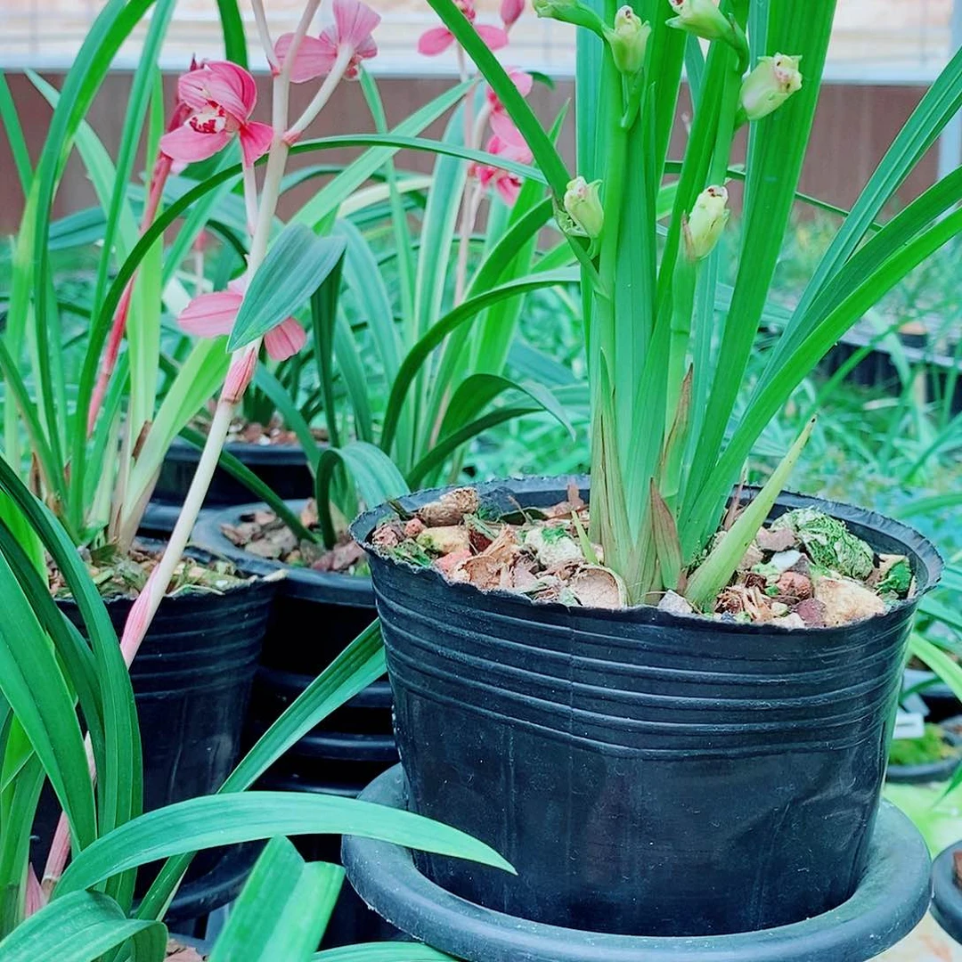 用***5完全开放一物一拍开花福利