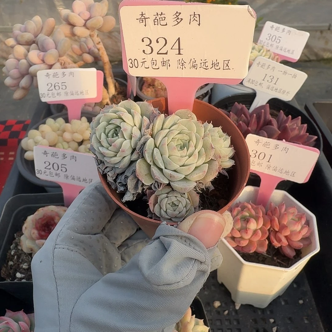 324 脱土 群生不包整 30元包邮非偏远