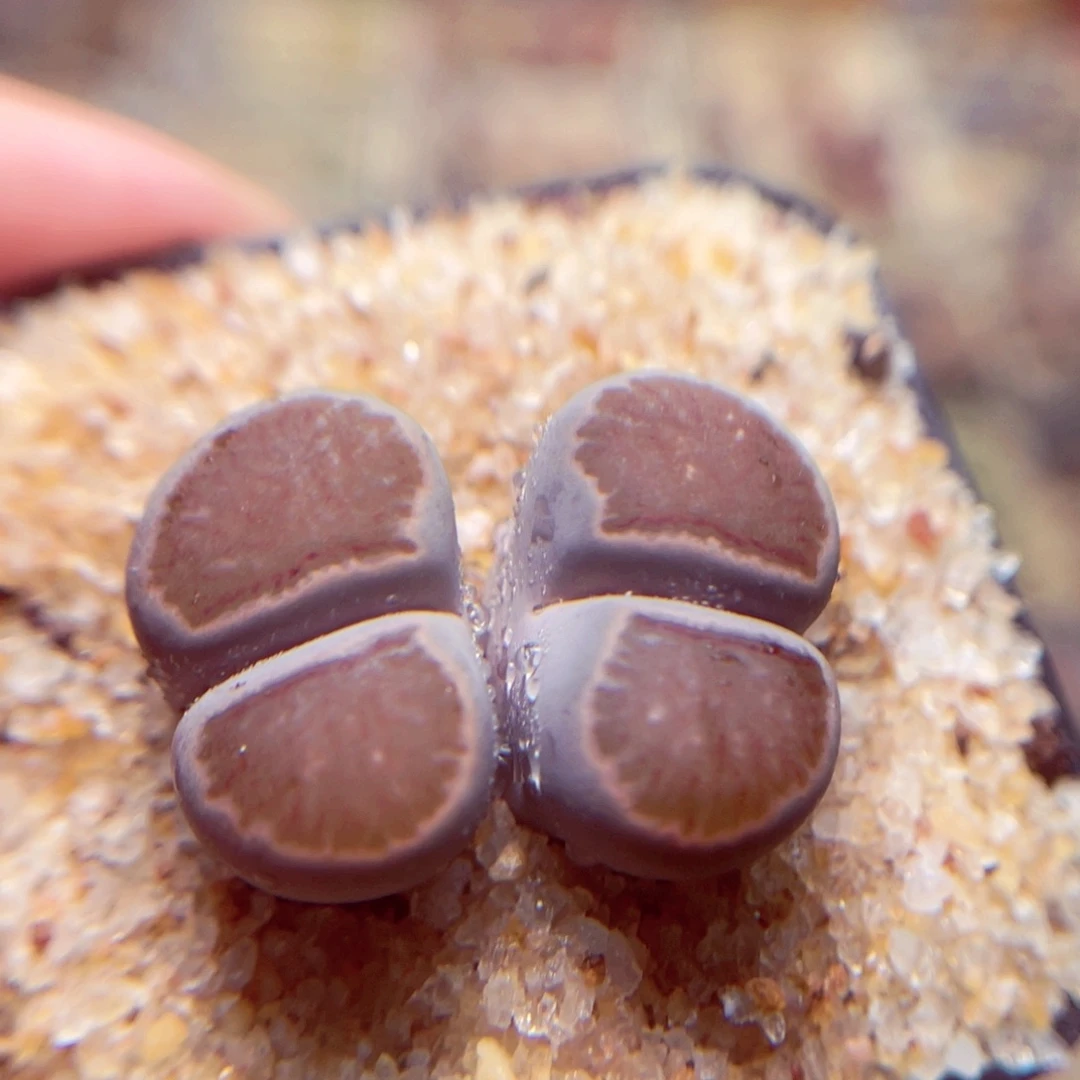 628号带盆包邮发货