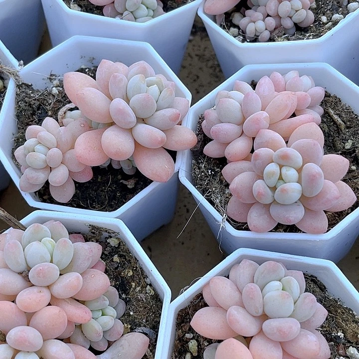 八角盆鱼子酱带盆土