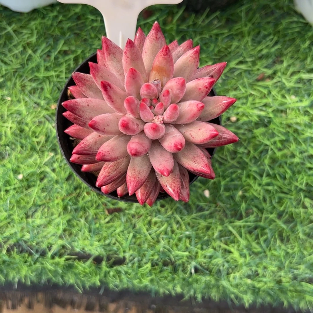 单头虞美人多肉植物