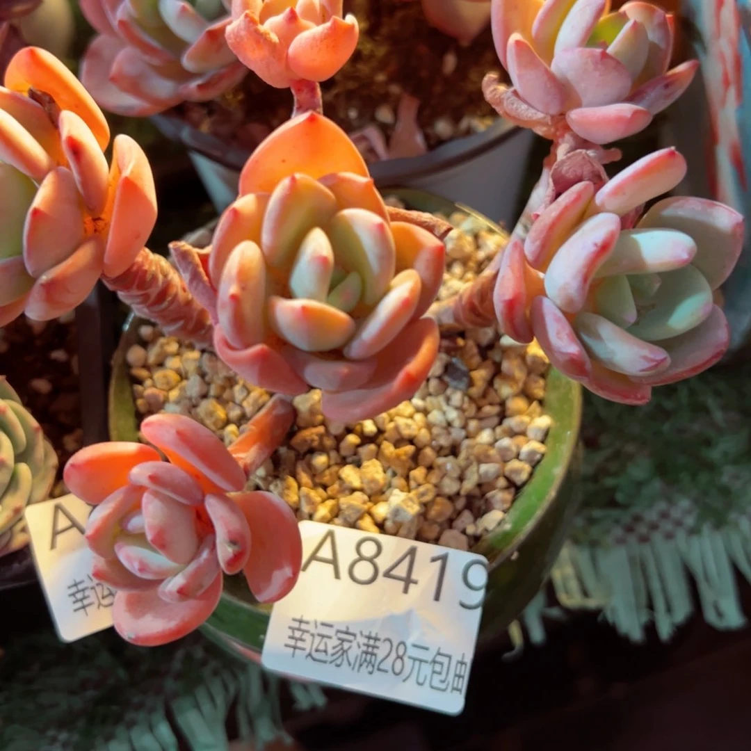 幸运的是我的朋友