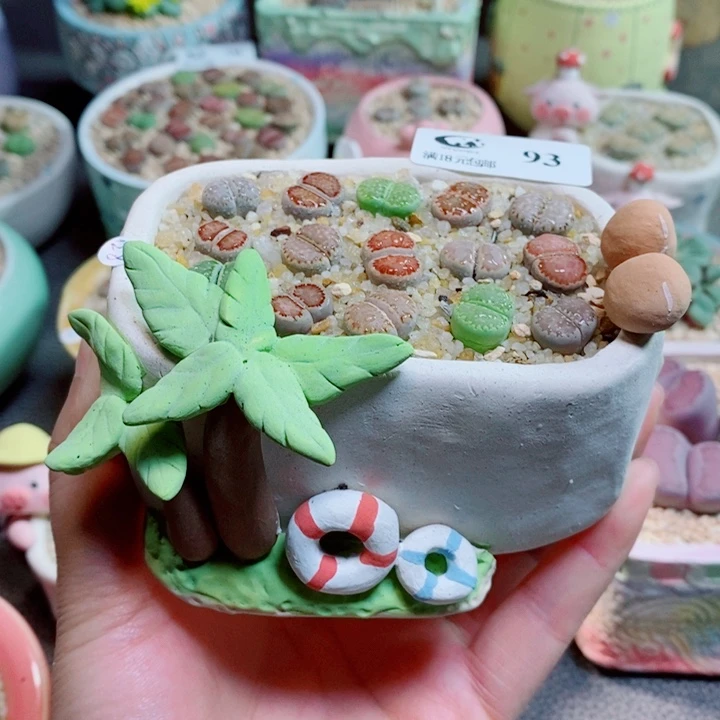 生石花花花花花花花93