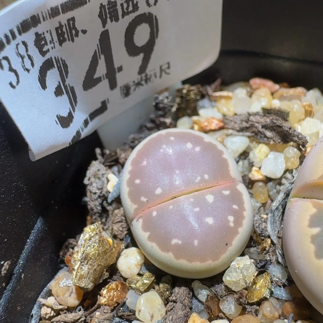 Ssss精品生石花349