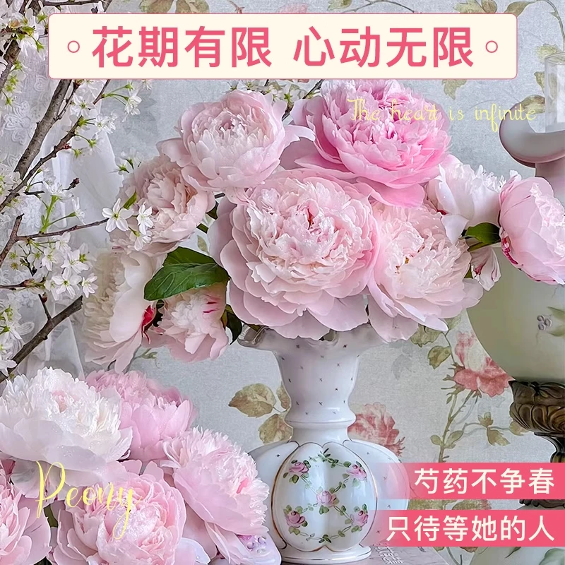 【莎拉】重瓣大花苞山东基地直发牡丹鲜切花全国批发庭院