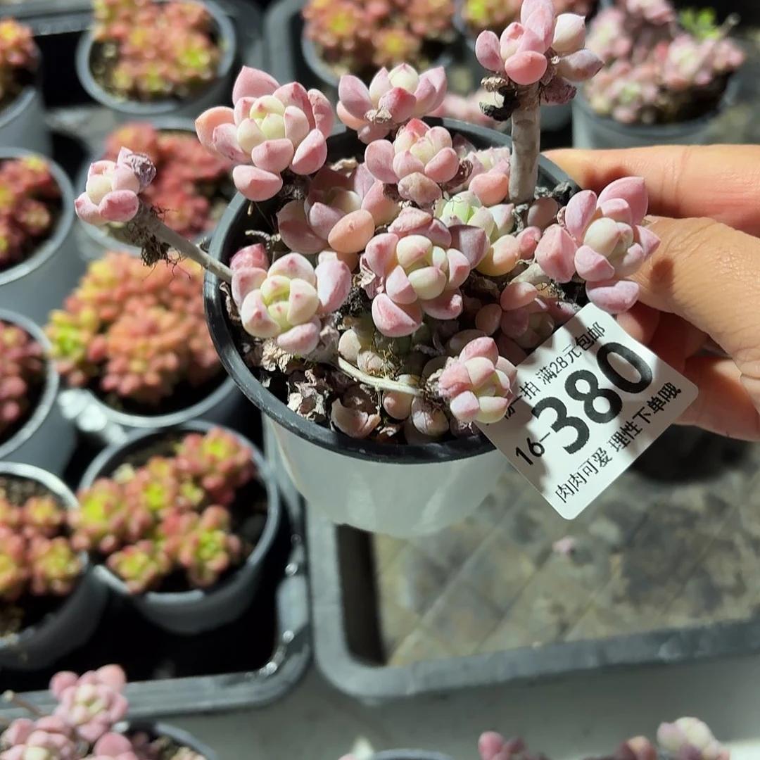 粉香水无盆土发货无