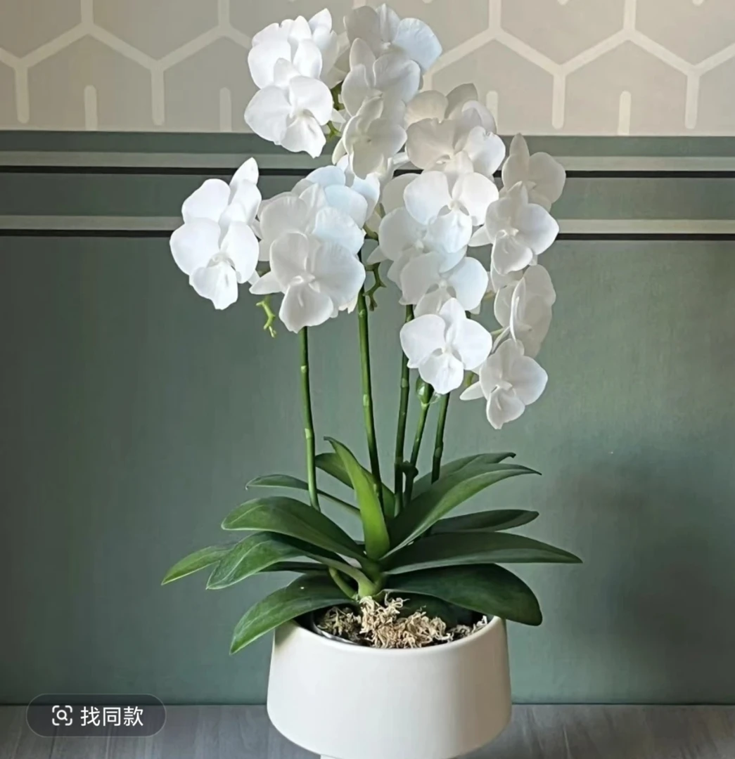 花香兰苑【白天鹅】3.0寸双剑带花带花苞桌面款 精品蝴蝶兰