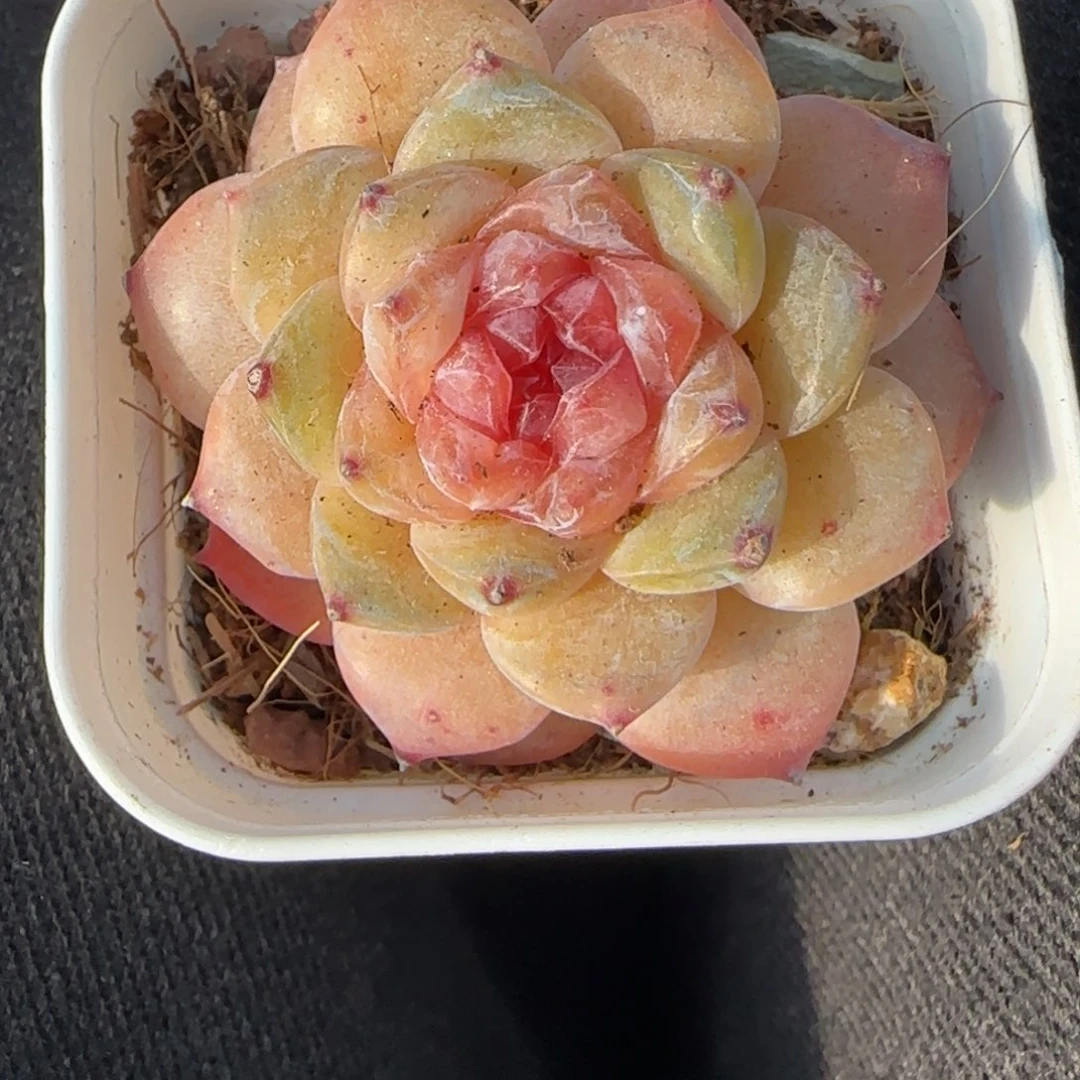 小卡拉米糖心一物一拍