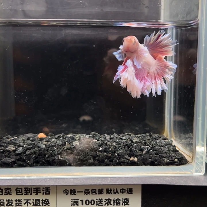 斗鱼竞拍跑单拉黑47