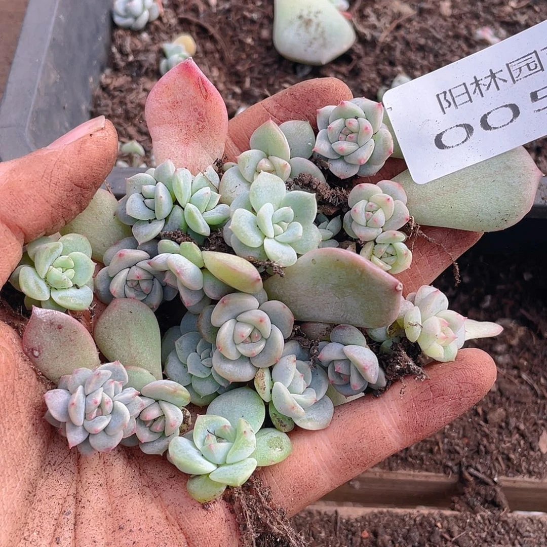 *****多肉植物多肉植物57