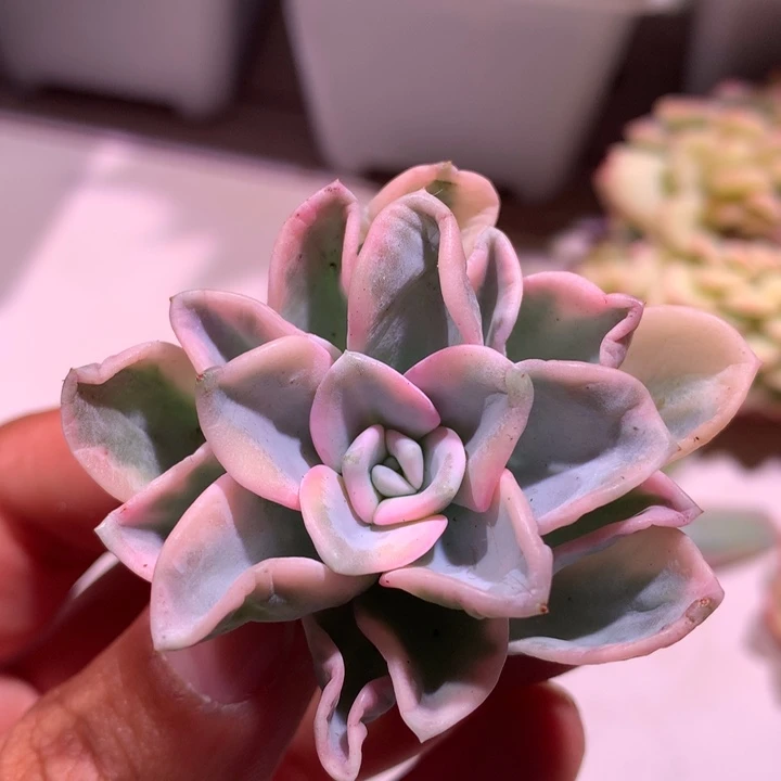 美尻腹轮锦锦锦锦