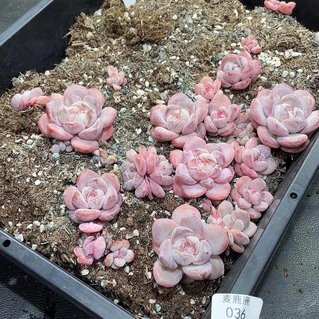 丹***姐036。  定。