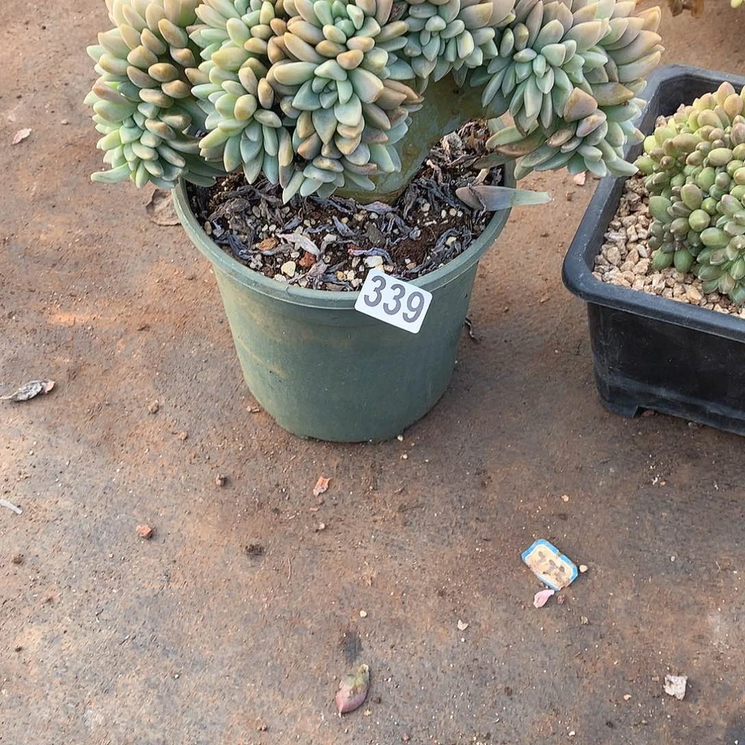 339淡雪缀一物一拍多肉