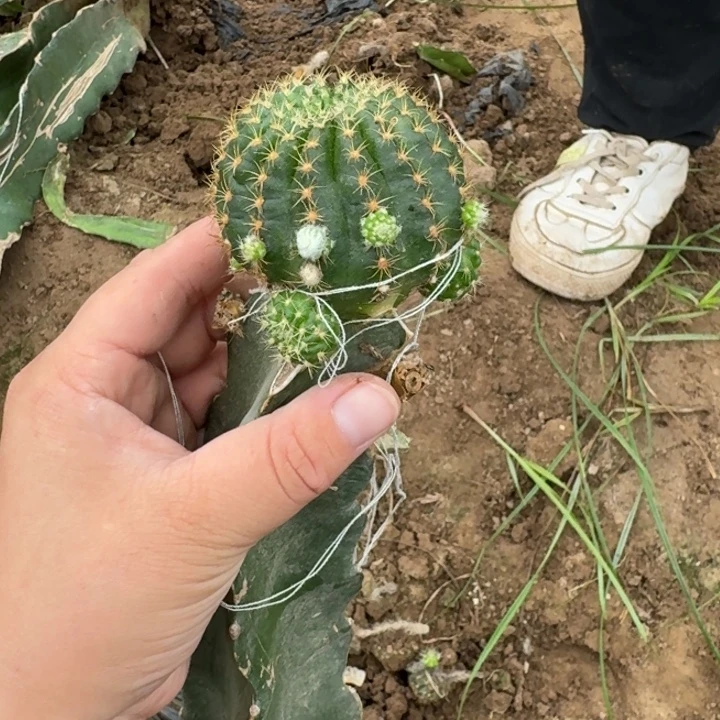 324三角嫁接弯新品丽花斑修根