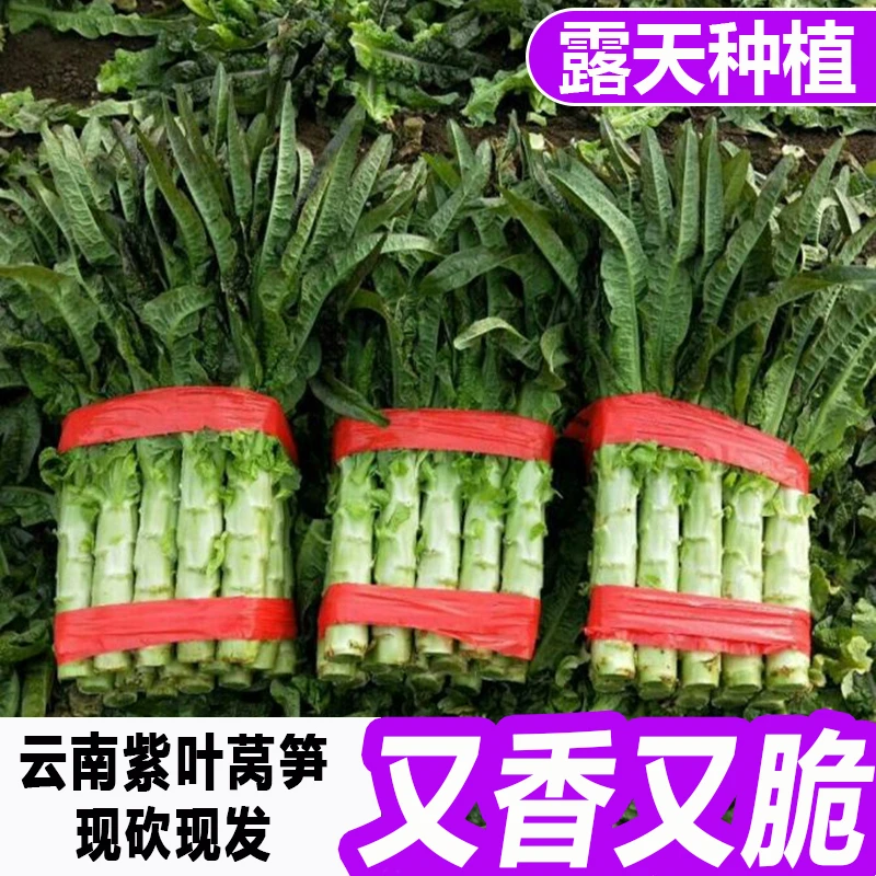 【现摘现发】云南高山紫叶香莴笋莴苣当季新鲜露天种植火锅时令蔬菜