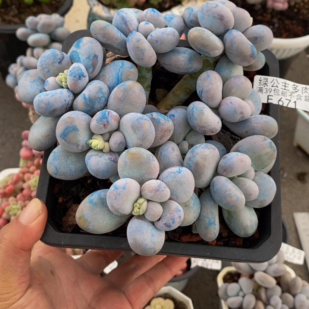 671芭比奶酪15cm多肉