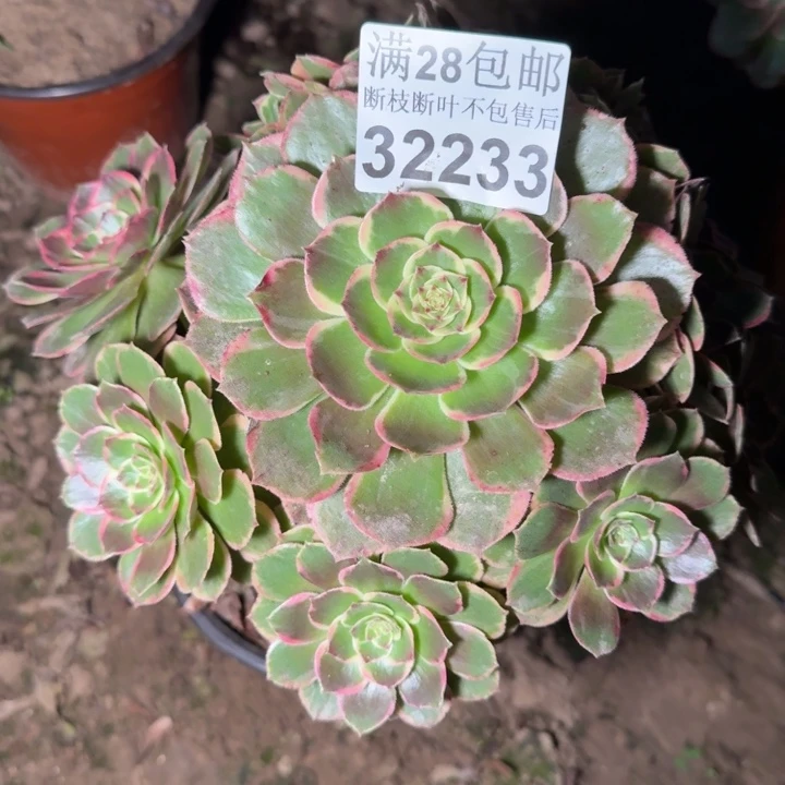 32233花妖多肉植物