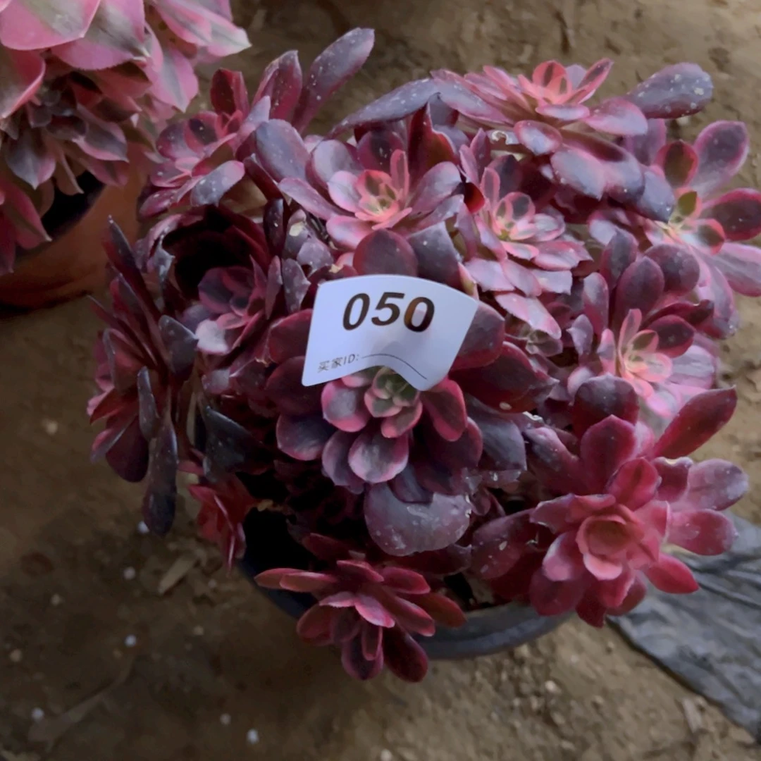 050美杜莎多肉植物法师