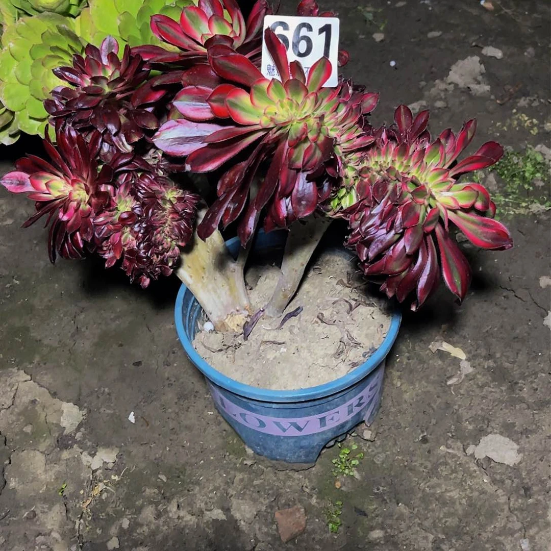 法师法师15/-35包邮法师