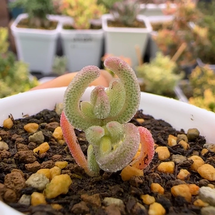 195-超白植物枝干