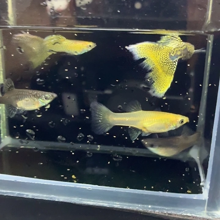 孔雀鱼双基因黑金蕾丝两对半