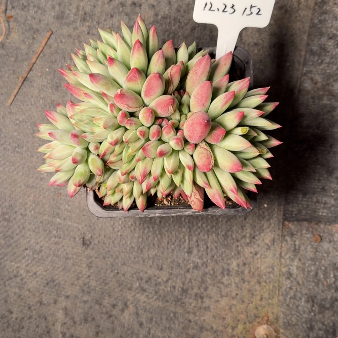 一物一拍绿体鱼美人152