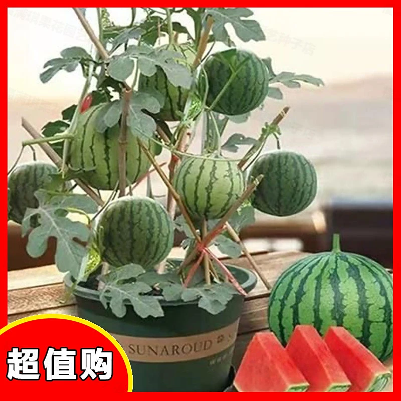 【复购100%】红小玉礼品西瓜种子西瓜绿皮红肉甜家可盆栽小西瓜甜