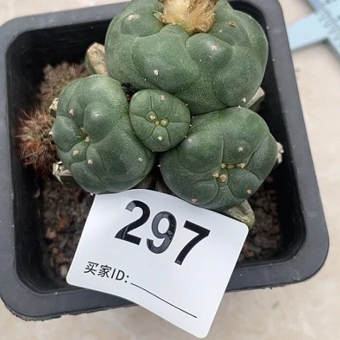 297号草球苗接群 海鲜