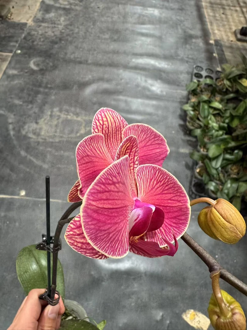 蝴蝶兰【钜宝桔子】昆明直发