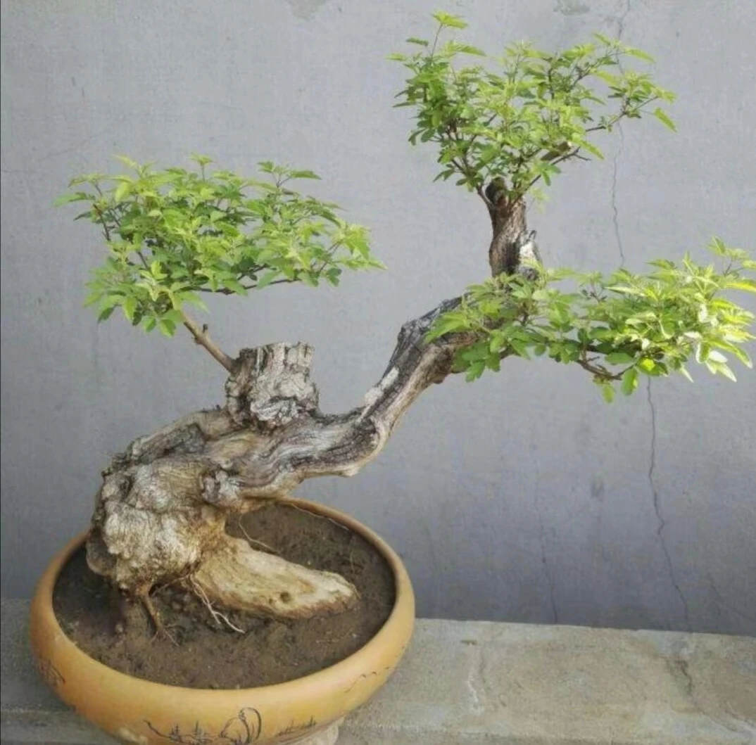 太行山黄荆排货链接