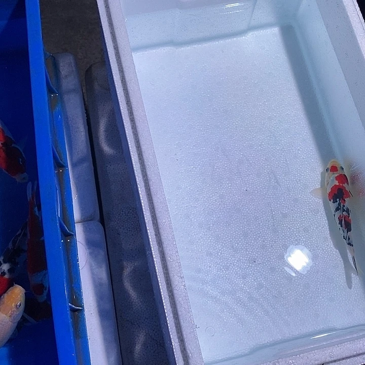 锦鲤锦鲤活鱼开箱包活