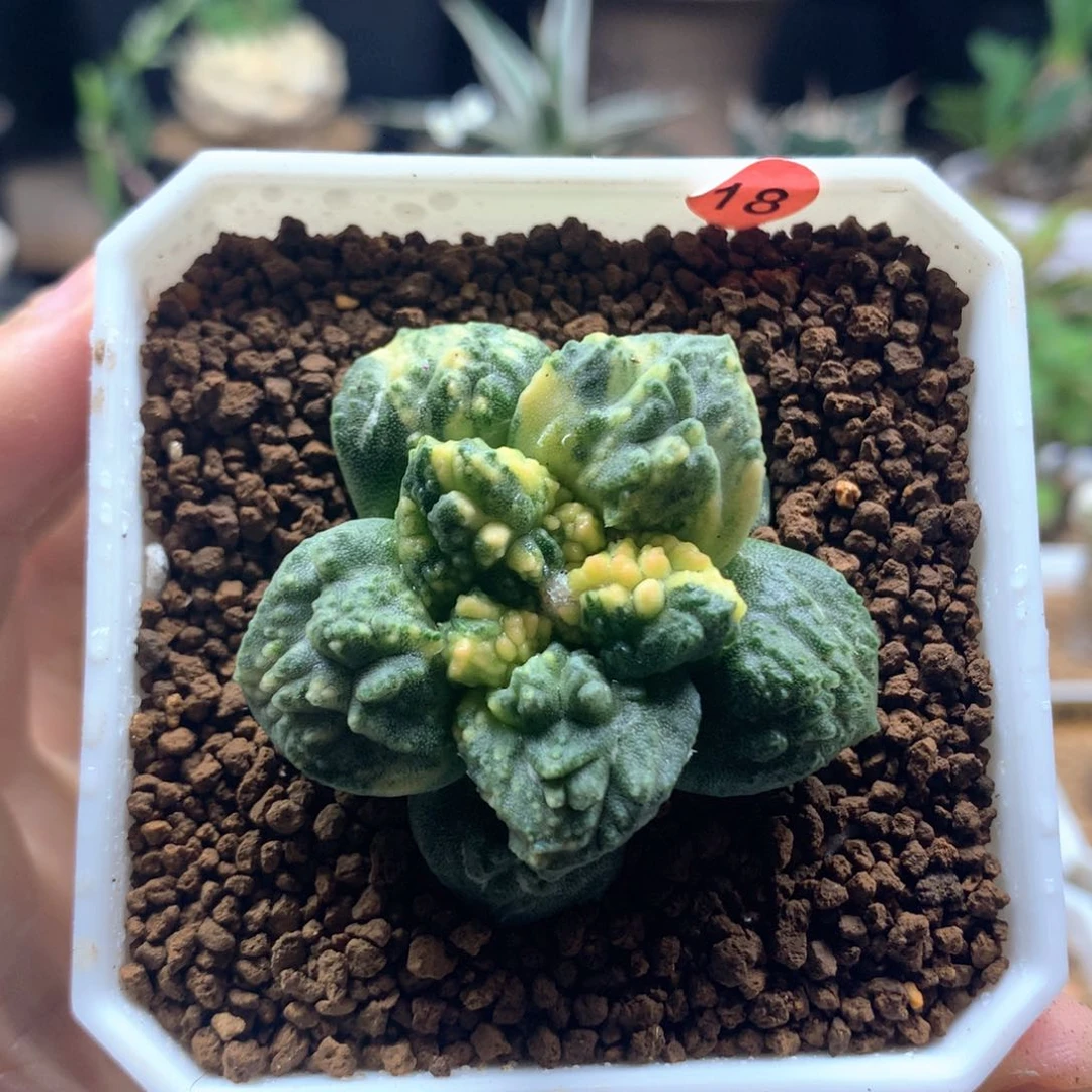 自根怒涛锦带盆多肉