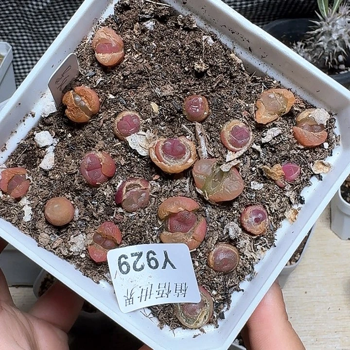 929盒多肉植物哇c c