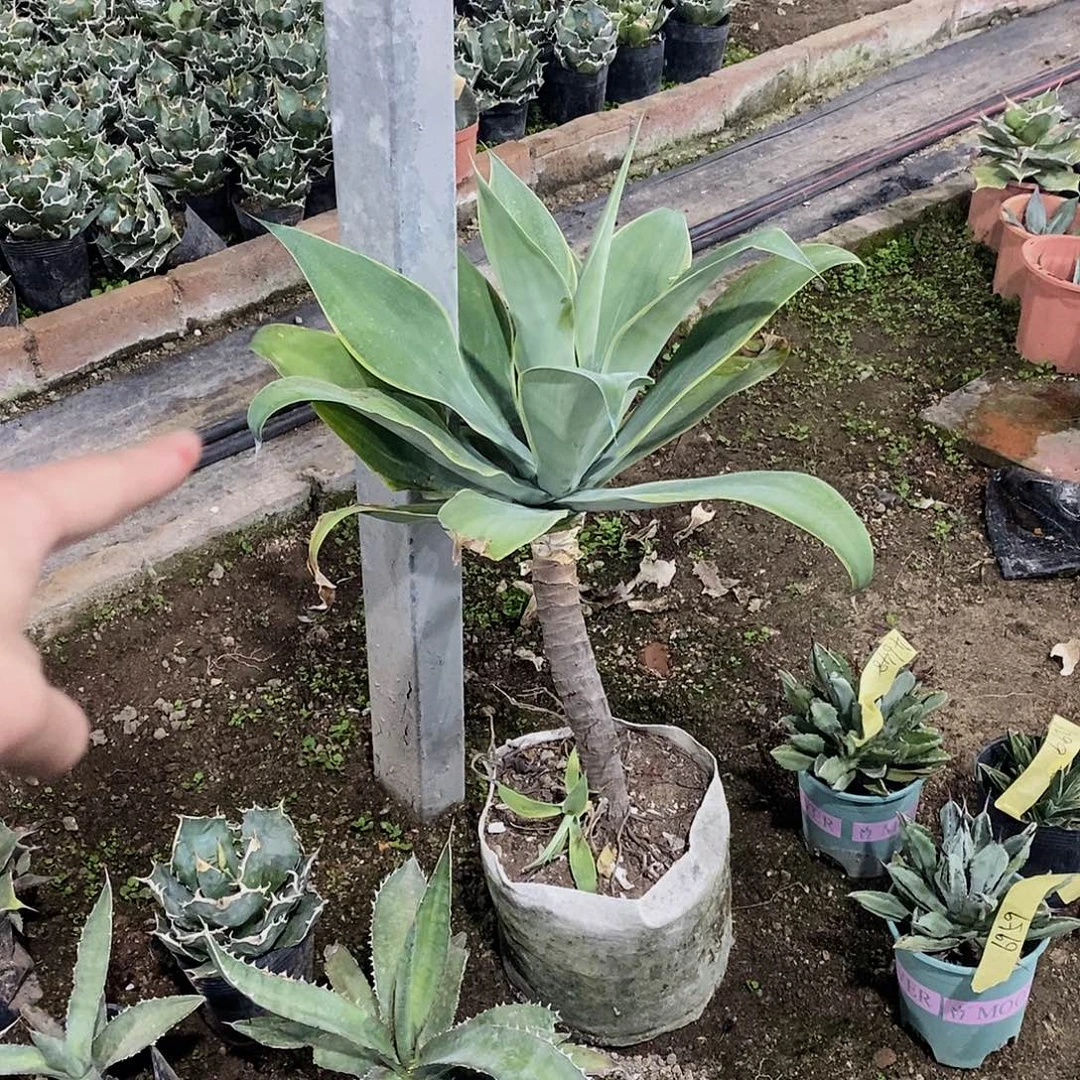 ****7807狐尾带侧芽111111