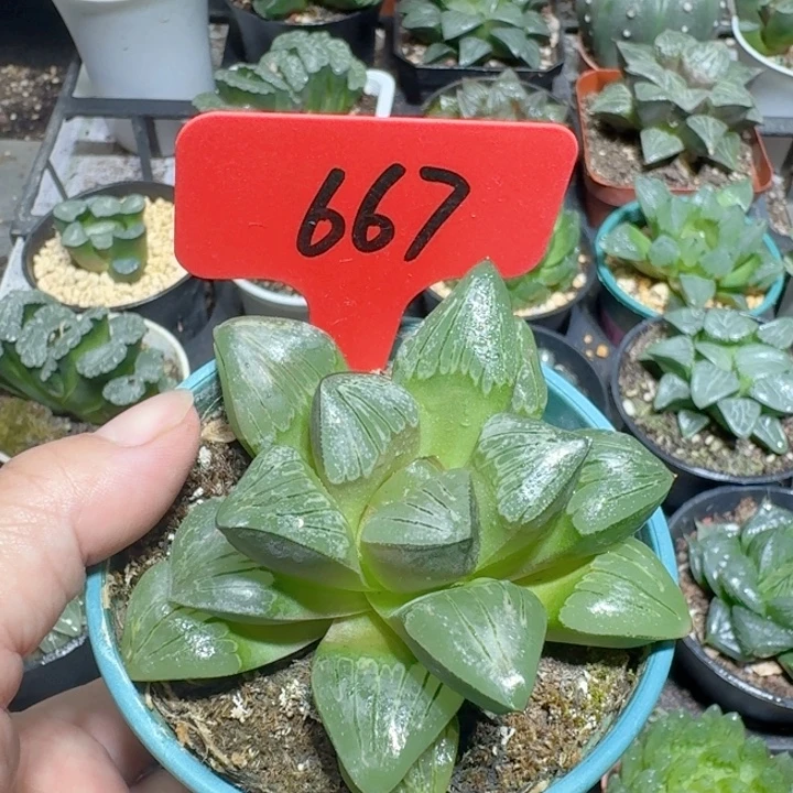 十二款玉露银龟寿667