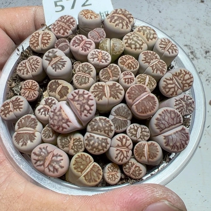 【闪购商品】 572。