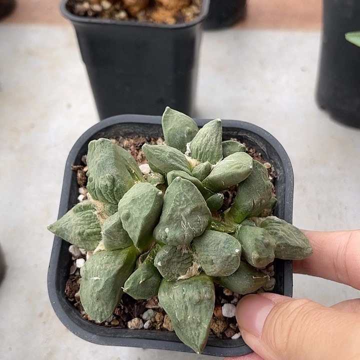 无花朵牡丹大群一物一拍
