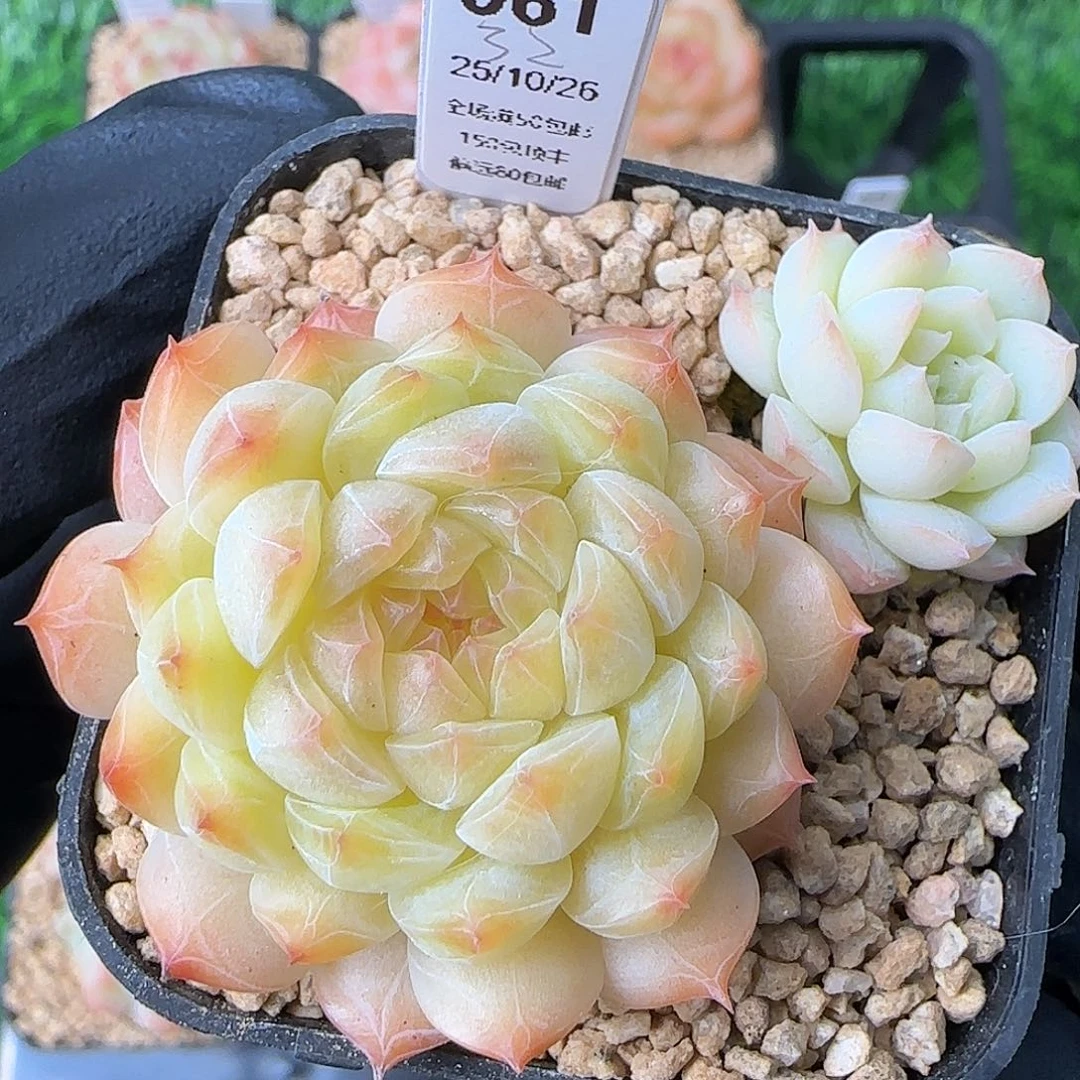 061    孤品    5厘米盆